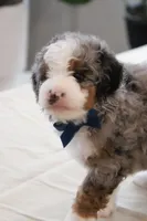 Jake, a male Miniature Bernedoodle for sale in Lima, OH – 6 of 6