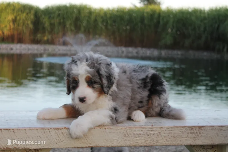 Quincy – Miniature Bernedoodle puppy for sale in Lima, OH