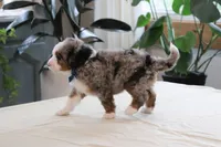 Jake, a male Miniature Bernedoodle for sale in Lima, OH – 2 of 6