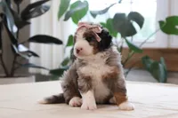 Oaklynn, a female Miniature Bernedoodle for sale in Lima, OH – 4 of 6