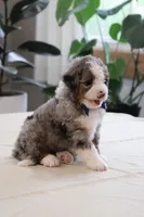 Jake, a male Miniature Bernedoodle for sale in Lima, OH – 5 of 6