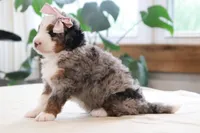 Oaklynn, a female Miniature Bernedoodle for sale in Lima, OH – 6 of 6