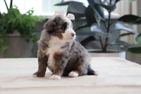Paige, a female Miniature Bernedoodle for sale in Lima, OH – 5 of 7