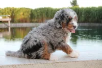 Piper, a female Miniature Bernedoodle for sale in Lima, OH – 2 of 9