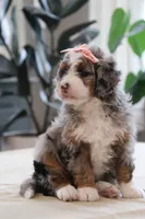 Piper, a female Miniature Bernedoodle for sale in Lima, OH – 6 of 7