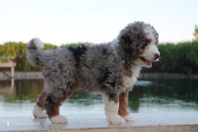 Jake – Miniature Bernedoodle puppy for sale in Lima, OH