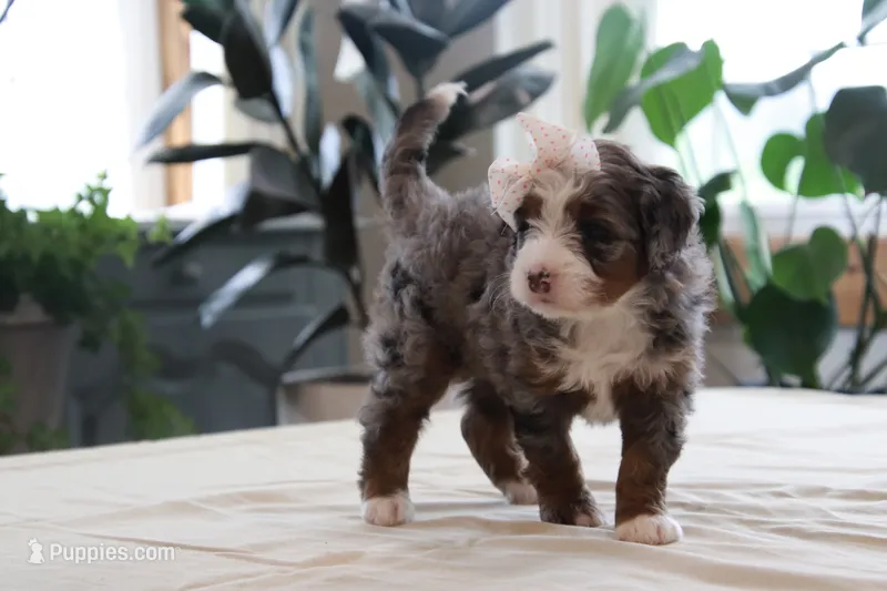 Paige – Miniature Bernedoodle puppy for sale in Lima, OH