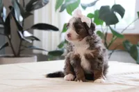 Paige, a female Miniature Bernedoodle for sale in Lima, OH – 2 of 7