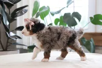 Oaklynn, a female Miniature Bernedoodle for sale in Lima, OH – 5 of 6