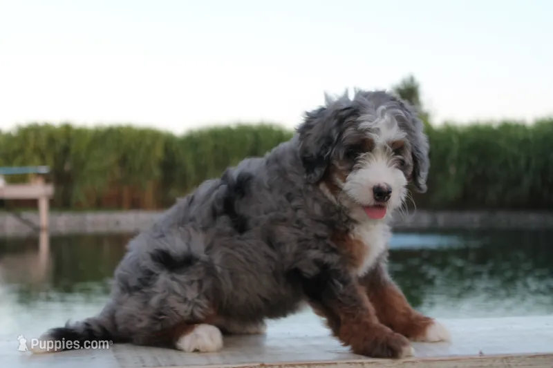 Paige – Miniature Bernedoodle puppy for sale in Lima, OH