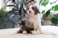 Quincy, a female Miniature Bernedoodle for sale in Lima, OH – 6 of 6