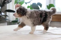 Quincy, a female Miniature Bernedoodle for sale in Lima, OH – 4 of 6
