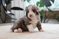 Oaklynn, a female Miniature Bernedoodle for sale in Lima, OH – 2 of 6