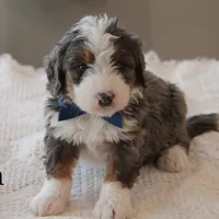 Ren, a male Miniature Bernedoodle for sale in Elida, OH – Photo 9 of 9