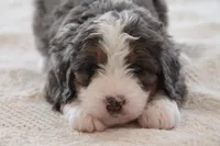 processed/0ab8598b-b9f5-454a-9758-64270c60f34d/listing/aafd75d9-1f6c-41f3-9cea-067e403620a1/a5102ff4-ab66-4018-a786-064bf31012af