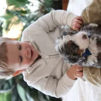 Ren, a male Miniature Bernedoodle for sale in Elida, OH – Photo 6 of 9