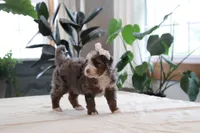 Paige, a female Miniature Bernedoodle for sale in Lima, OH – 3 of 7
