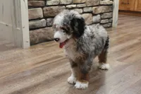 Jake, a male Miniature Bernedoodle for sale in Lima, OH – 7 of 8