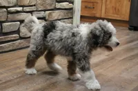 Jake, a male Miniature Bernedoodle for sale in Lima, OH – 6 of 8