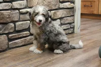 Jake, a male Miniature Bernedoodle for sale in Lima, OH – 8 of 8