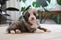 Oaklynn, a female Miniature Bernedoodle for sale in Lima, OH – 3 of 6