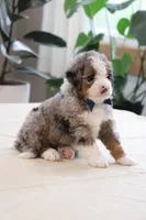 Jake, a male Miniature Bernedoodle for sale in Lima, OH – 3 of 6