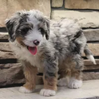 Elise, a female Miniature Bernedoodle for sale in Elida, OH – Photo 5 of 7
