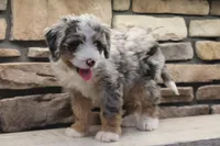 Elise, a female Miniature Bernedoodle for sale in Elida, OH – Photo 5 of 7