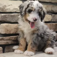 Elise, a female Miniature Bernedoodle for sale in Elida, OH – Photo 1 of 7
