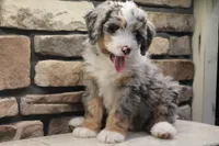 Elise, a female Miniature Bernedoodle for sale in Elida, OH – Photo 1 of 7