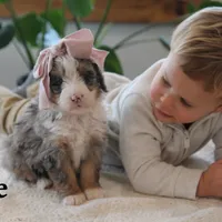 Elise, a female Miniature Bernedoodle for sale in Elida, OH – Photo 7 of 7