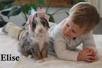 Elise, a female Miniature Bernedoodle for sale in Elida, OH – Photo 7 of 7