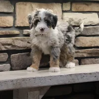 Elise, a female Miniature Bernedoodle for sale in Elida, OH – Photo 3 of 7