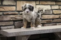 Elise, a female Miniature Bernedoodle for sale in Elida, OH – Photo 3 of 7