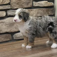 Elise, a female Miniature Bernedoodle for sale in Elida, OH – Photo 6 of 7