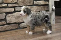 Elise, a female Miniature Bernedoodle for sale in Elida, OH – Photo 6 of 7