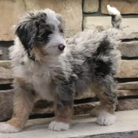 Elise, a female Miniature Bernedoodle for sale in Elida, OH – Photo 4 of 7