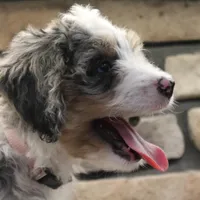 Elise, a female Miniature Bernedoodle for sale in Elida, OH – Photo 2 of 7