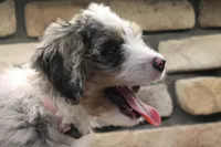 Elise, a female Miniature Bernedoodle for sale in Elida, OH – Photo 2 of 7