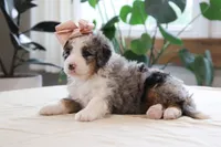 Quincy, a female Miniature Bernedoodle for sale in Lima, OH – 5 of 6