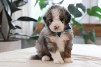 Jake, a male Miniature Bernedoodle for sale in Lima, OH – 1 of 6