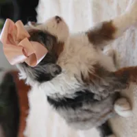 Macey, a female Miniature Bernedoodle for sale in Elida, OH – Photo 6 of 6