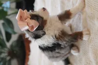 Macey, a female Miniature Bernedoodle for sale in Elida, OH – Photo 6 of 6