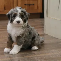 Macey, a female Miniature Bernedoodle for sale in Elida, OH – Photo 1 of 6