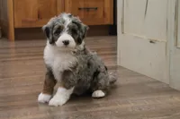 Macey, a female Miniature Bernedoodle for sale in Elida, OH – Photo 1 of 6