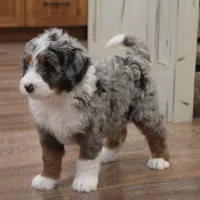 Macey, a female Miniature Bernedoodle for sale in Elida, OH – Photo 4 of 6