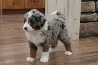 Macey, a female Miniature Bernedoodle for sale in Elida, OH – Photo 4 of 6