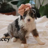 Macey, a female Miniature Bernedoodle for sale in Elida, OH – Photo 5 of 6