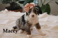 Macey, a female Miniature Bernedoodle for sale in Elida, OH – Photo 5 of 6