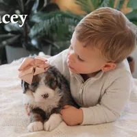 Macey, a female Miniature Bernedoodle for sale in Elida, OH – Photo 3 of 6